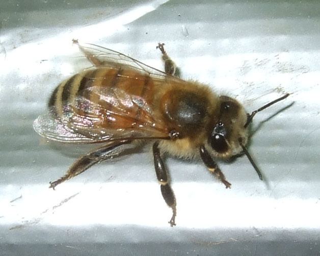 Buckfast bee Major Types of Honeybees Backyard Buzz