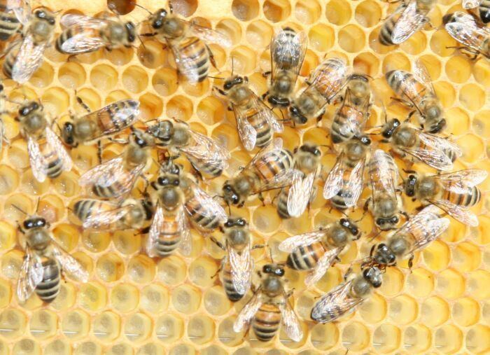 Buckfast bee httpsuploadwikimediaorgwikipediacommons11