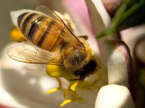 Buckfast bee HIVE What is a Buckfast bee Grossmann39s Hives