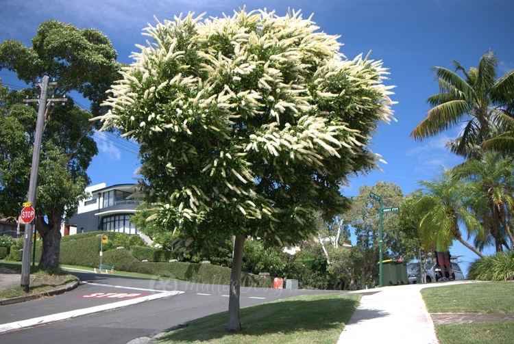 Buckinghamia celsissima One of the Best Street Trees Buckinghamia celsissima Mallee Design