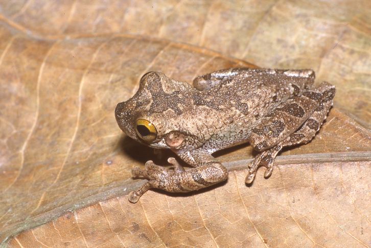 Buckley's slender-legged tree frog