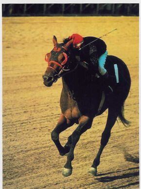 Buckpasser Buckpasser 1966 Horse of the Year