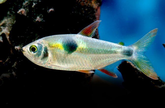 Bucktooth tetra - Alchetron, The Free Social Encyclopedia