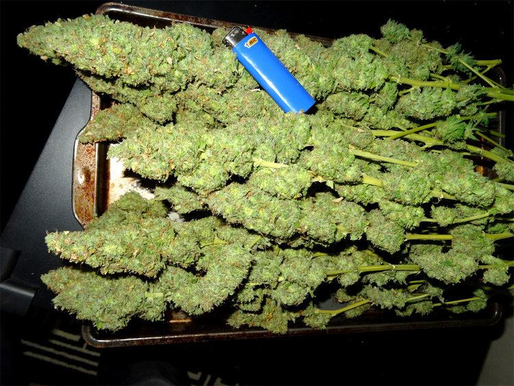 Bud 7 Ways to Improve Cannabis Bud Quality Rastafari Rootzfest