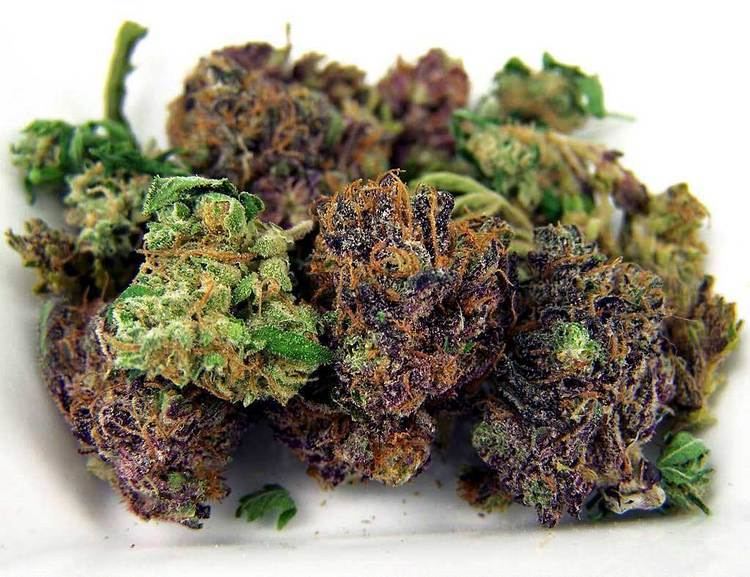 Bud 7 Ways to Improve Cannabis Bud Quality Rastafari Rootzfest