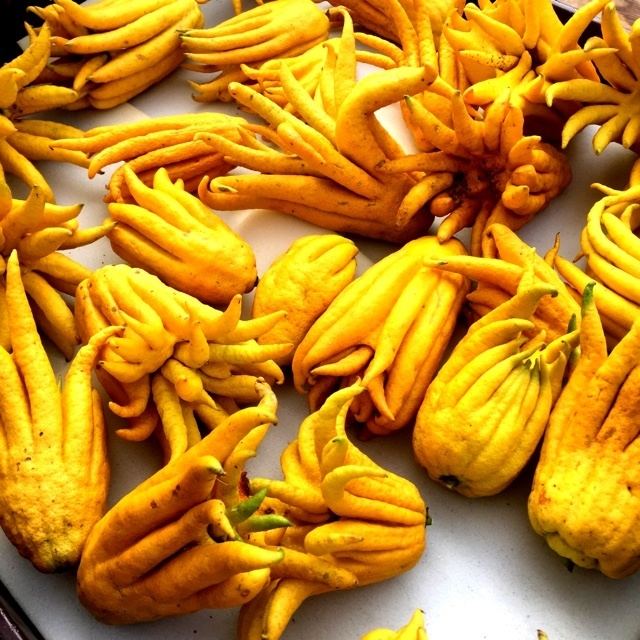 Buddha's hand Buddhas Hand Information Recipes and Facts
