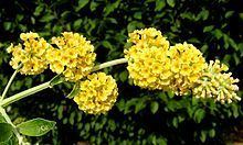 Buddleja × weyeriana 'Honeycomb' httpsuploadwikimediaorgwikipediacommonsthu