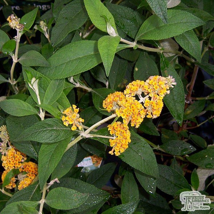 Buddleja × weyeriana 'Sungold' Buy Buddleja x weyeriana Sungold Butterfly Bush Buddleja in the UK