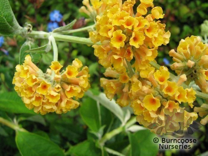 Buddleja × weyeriana 'Sungold' Buddleja X Weyeriana 39Sungold39 from Burncoose Nurseries