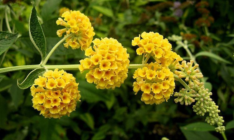 Buddleja × weyeriana 'Sungold' Buddleja weyeriana 39Sungold39 Wikipedia