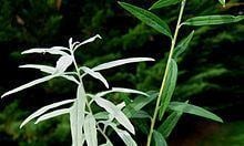 Buddleja alternifolia 'Argentea' httpsuploadwikimediaorgwikipediacommonsthu