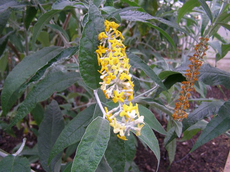 Buddleja asiatica FileBuddleja asiaticajpg Wikimedia Commons