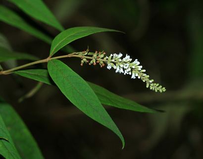 Buddleja asiatica Buddleja asiatica Dogtail Dog Tail Asian Butterfly Bush