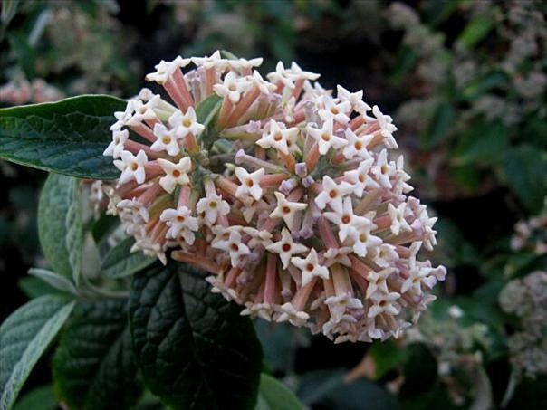 Buddleja auriculata Witbos Buddleja auriculata