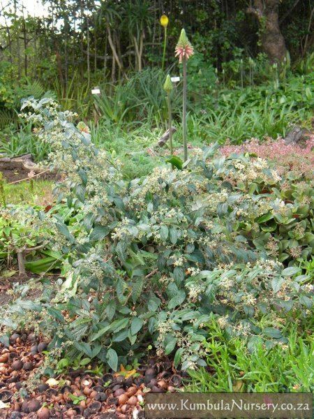 Buddleja auriculata Buddleja auriculata Kumbula Indigenous Nursery