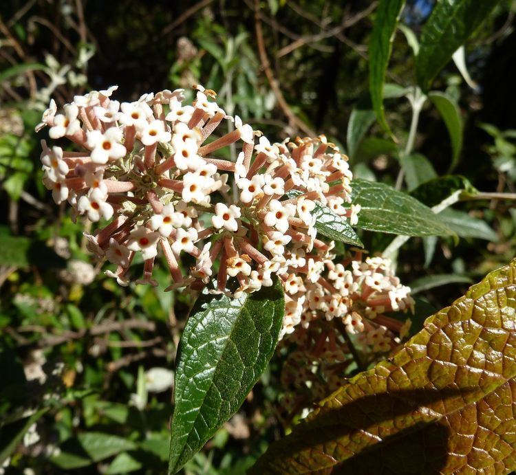 Buddleja auriculata Buddleja auriculata Wikipedia