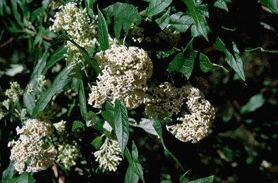 Buddleja auriculata httpsappsrhsorgukplantselectorimagesdetail