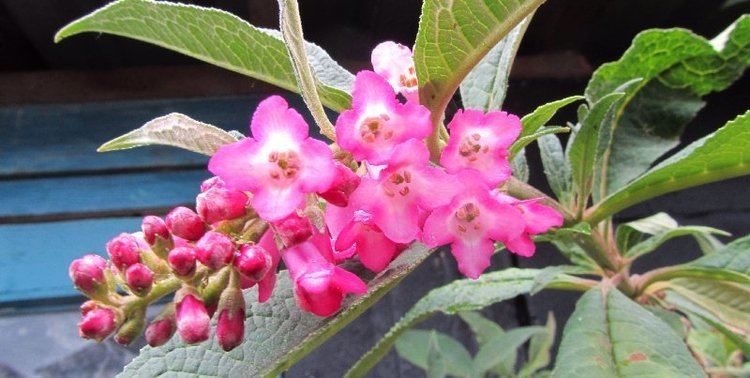 Buddleja colvilei The Buddleja Garden 201112 Calendar