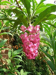 Buddleja colvilei httpsuploadwikimediaorgwikipediacommonsthu