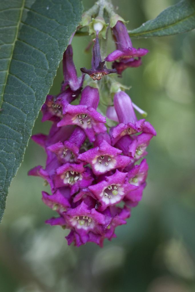 Buddleja colvilei Buddleja colvilei RHS Gardening