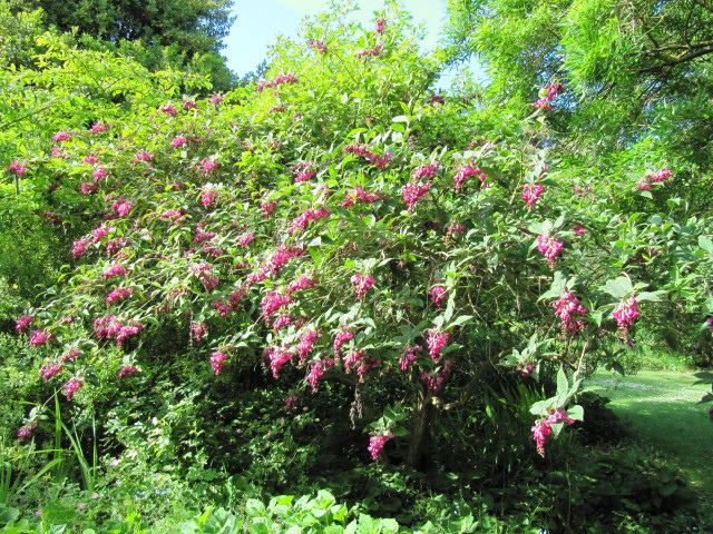 Buddleja colvilei Buddleja colvilei 39Kewensis39 At Highdown Gardens near Wort Flickr