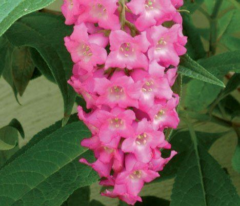 Buddleja colvilei Buddleja colvilei Lambley Nursery