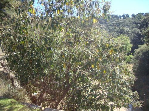 Buddleja cordata Buddleja cordata observed by juancarloslopezdominguez on December 24