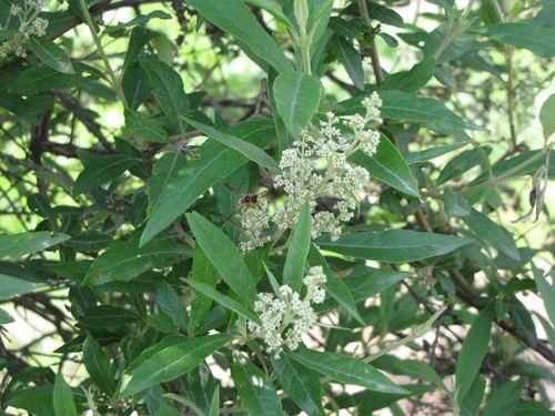Buddleja cordata Buddleja cordata observed by elizatorres 1029 AM CDT on July 12