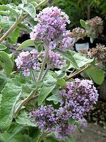 Buddleja crispa httpsuploadwikimediaorgwikipediacommonsthu