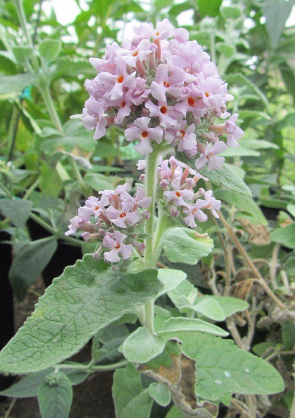 Buddleja crispa The Buddleja Garden Buddleia crispa Complex