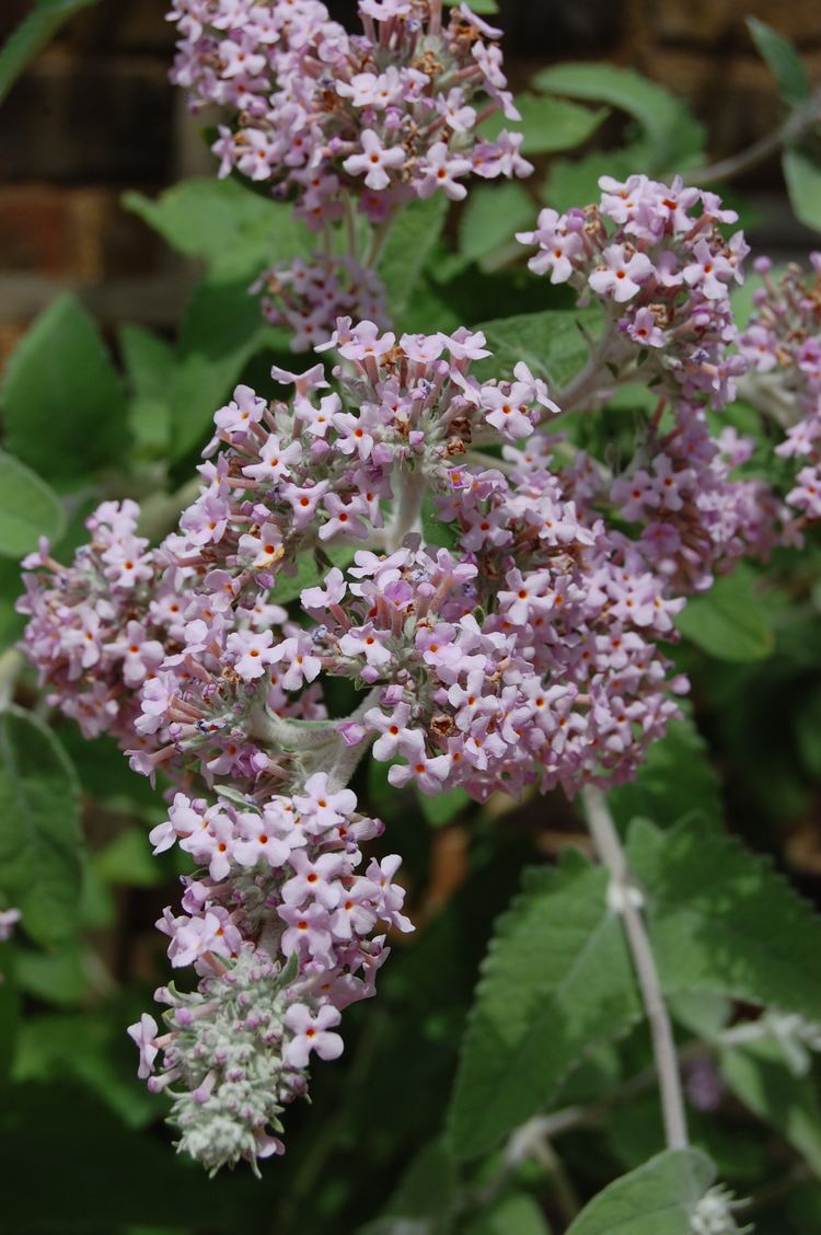 Buddleja crispa Buddleja crispa landscape architect39s pages