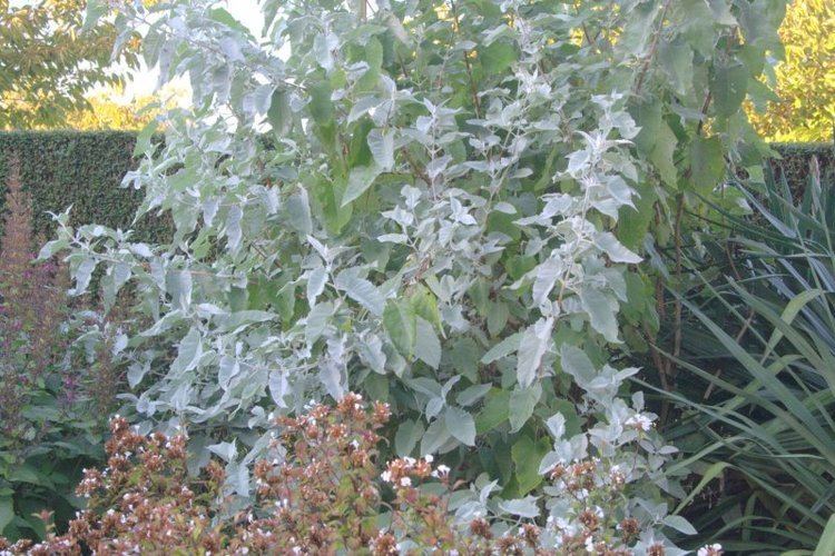 Buddleja crispa Buddleja crispa Lambley Nursery