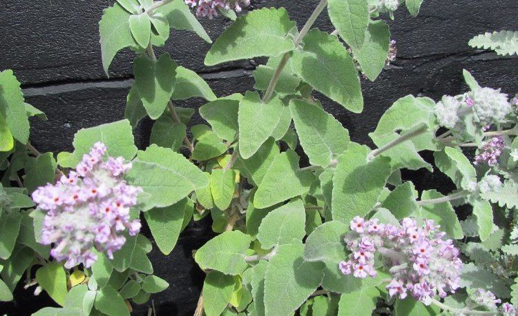 Buddleja crispa The Buddleja Garden Buddleia crispa Complex