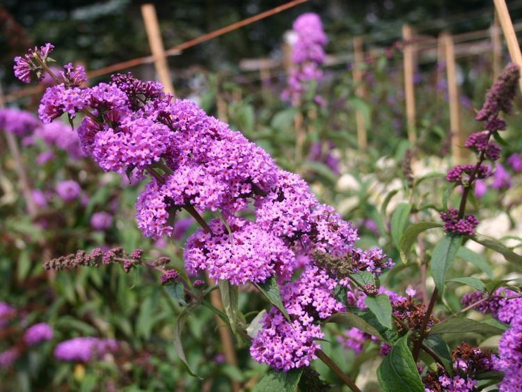 Buddleja davidii 'Border Beauty' Sommerflieder Schmetterlingsstrauch 39Border Beauty39 Buddleja