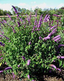 Buddleja davidii 'Border Beauty' httpsuploadwikimediaorgwikipediacommonsthu