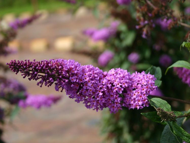 Buddleja davidii 'Border Beauty' Sommerflieder Schmetterlingsstrauch 39Border Beauty39 Buddleja