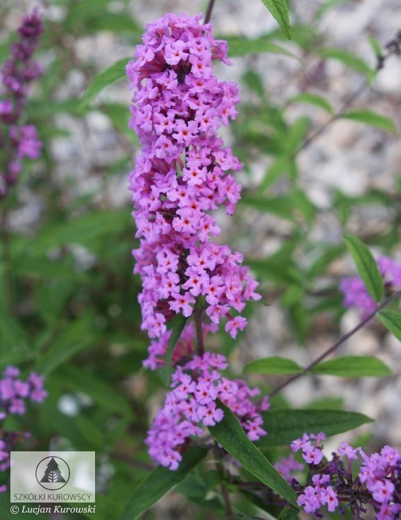 Buddleja davidii 'Border Beauty' Buddleja davidii 39Border Beauty39 Budleja Dawida 39Border Beauty