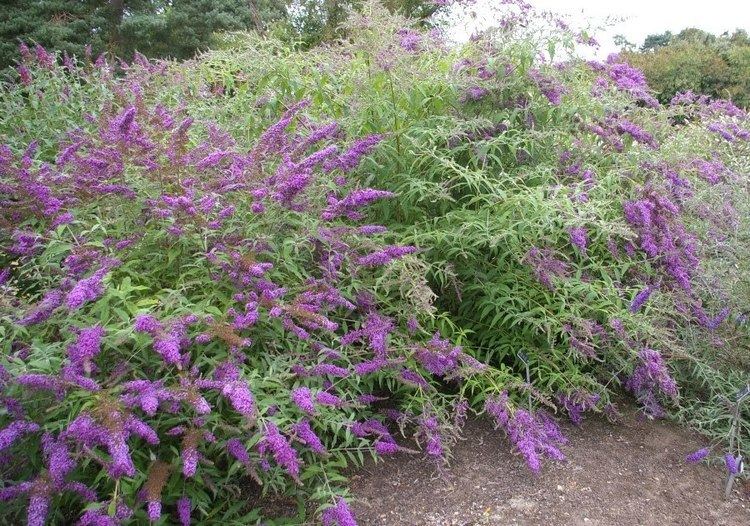 Buddleja davidii 'Border Beauty' La buddleja davidii mette in disordine una siepe For the Home