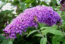 Buddleja davidii 'Flaming Violet' httpsuploadwikimediaorgwikipediacommonsthu