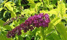 Buddleja davidii 'Leela Kapila' httpsuploadwikimediaorgwikipediacommonsthu