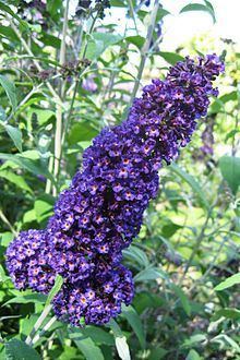 Buddleja davidii 'Purple Friend' httpsuploadwikimediaorgwikipediacommonsthu