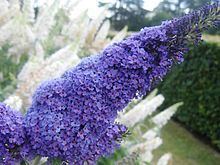 Buddleja davidii 'Tobudviole' = Buzz Lavender httpsuploadwikimediaorgwikipediacommonsthu