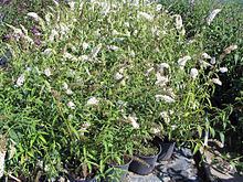 Buddleja davidii 'White Bouquet' httpsuploadwikimediaorgwikipediacommonsthu