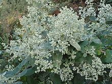 Buddleja dysophylla httpsuploadwikimediaorgwikipediacommonsthu