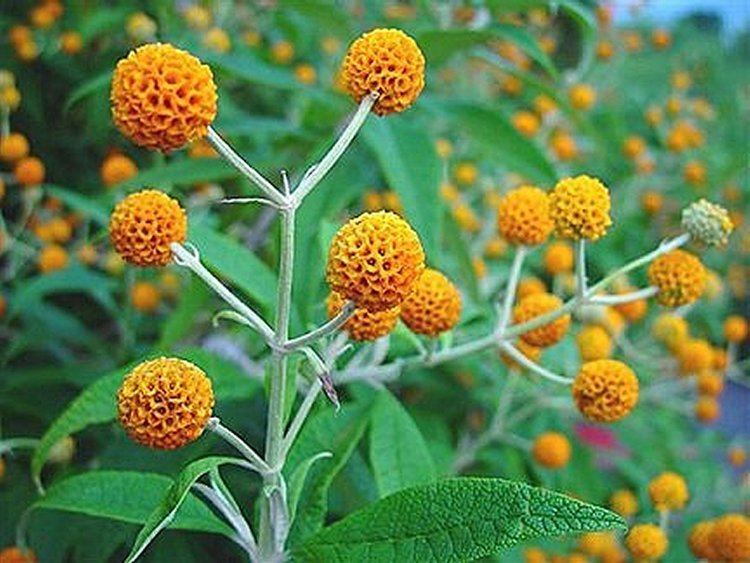 Buddleja globosa Serenka plants Buddleja globosa Buddleja globosa