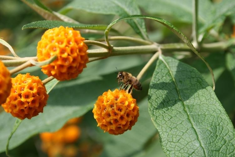 Buddleja globosa FileBuddlejaglobosaflowersJPG Wikimedia Commons