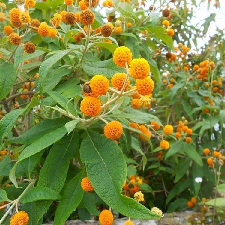 Buddleja globosa 0C2EC3E3DA949BBCD7BB43CFF83A6208jpg