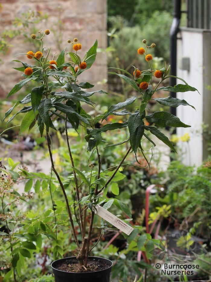 Buddleja globosa Buddleja Globosa from Burncoose Nurseries