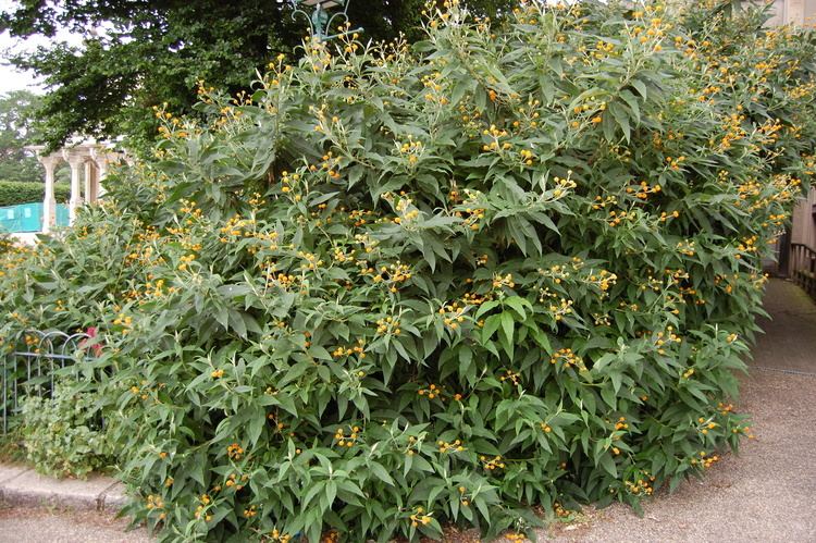 Buddleja globosa Buddleja globosa landscape architect39s pages