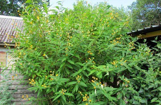 Buddleja globosa The Buddleja Garden Buddleia globosa and araucana nappii